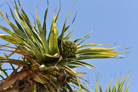 Gros plan du fruit du Pandanus tectorius (ou baquois) se d&eacute;tachant sur un fond de ciel bleu lumineux.