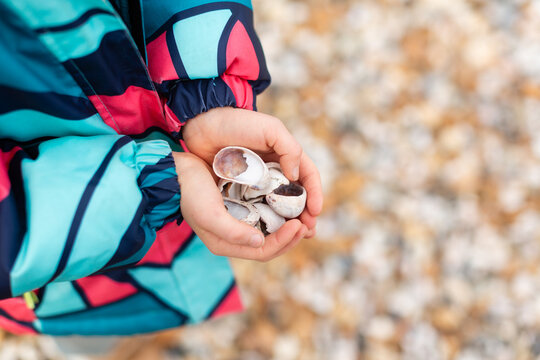 Close-up of anonymous child's hands carefully holding a collection of shells, treasures from a stroll along the pebbly Whitstable beach in the UK