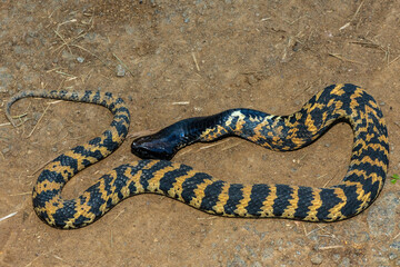 A beautiful banded rinkhals (Hemachatus haemachatus), also known as the ringhals or ring-necked spitting cobra, displaying its tactic to feign death when it feels threatened