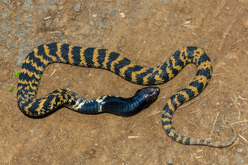 A beautiful banded rinkhals (Hemachatus haemachatus), also known as the ringhals or ring-necked spitting cobra, displaying its tactic to feign death when it feels threatened