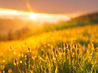 Naklejka premium Colorful spring sunrise on meadow
