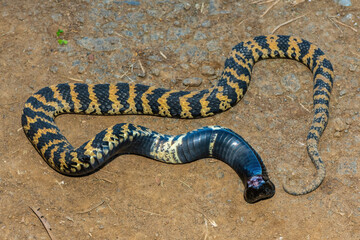 Rinkhals (Hemachatus haemachatus), also known as the ringhals or ring-necked spitting cobra, opening its mouth whilst feigning death