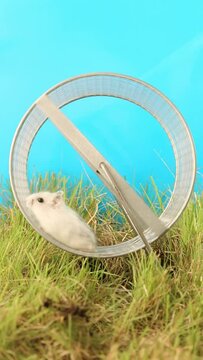 A small, white hamster runs on a wheel on the green grass. A white rodent ran along the wheel 