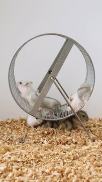 Three little white hamsters are running on a wheel. The offspring of mice. pets