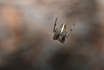 Vue dorsale de l'araignée australienne Eriophora transmarina en attente sur sa toile avec un flou...