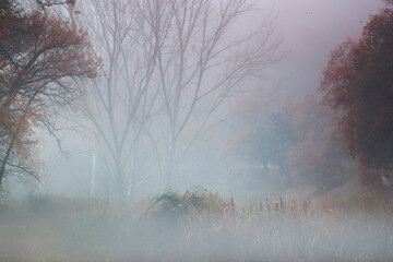 A ghostly scene of trees veiled in dense autumn mist, with a subtle palette of fall colors emerging from the fog