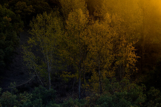 Golden hour light filters through the leaves of white poplar trees, casting a warm glow over the darkening landscape