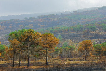 Fototapeta na wymiar the burnt forest