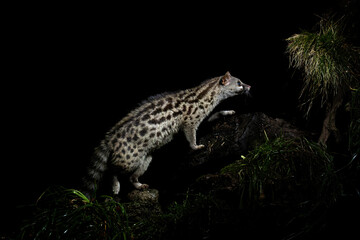 A solitary spotted genet climbs a rock, illuminated by a soft glow, with its sharp gaze fixed on something in the dark, dense foliage