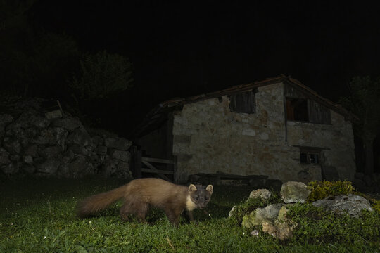 A pine marten is captured in a rare nocturnal moment, its eyes glinting as it forages near an old, stone cottage surrounded by darkness