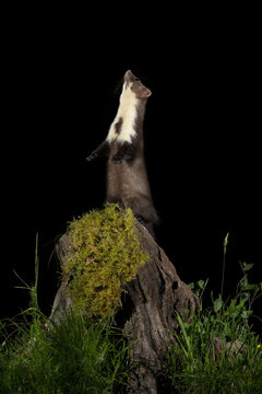 An alert polecat stands on hind legs atop a moss-covered stump, curiously scanning the night sky against a stark black background