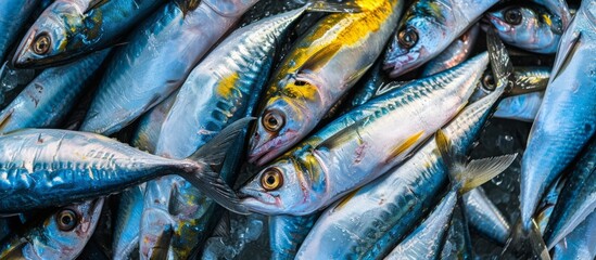 Fototapeta premium A diverse and colorful school of small and big fish swimming together in crystal clear ocean water