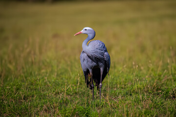 The blue crane (Grus paradisea)