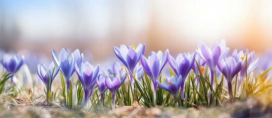 A cluster of blue spring crocus flowers stands out against the green grass in a sunny field. The...