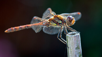 Macro of a dragonfly resting on a stake