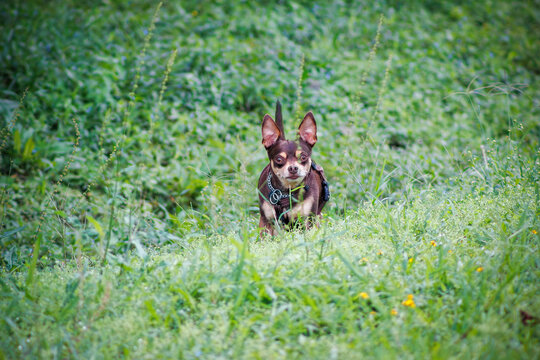 Chihuahua enjoying the happy countryside