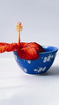 still life, blue bowl, red flower, minimal, simplicity, elegance, beauty, floral arrangement, visual, multimedia, footage, creative, content, camera angle, tabletop, composition, interior design, aest