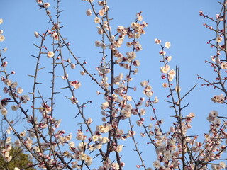 梅の開花と快晴の空