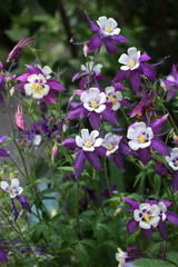 Flowering Purple flowers with a white center, Columbine (Aquilegia vulgaris, Orlyk) in spring. Garden plants