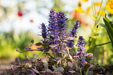 Obraz premium Atropurpurea, Ajuga reptans - ornamental creeping herb with purple leaves