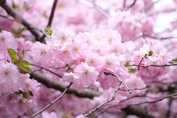Close-up of a sakura tree branch on a clear sunny day