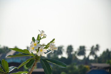 Booming yellow and white frangipani or plumeria, spa flowers with green leaves on their tree in...