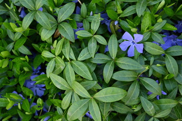 green periwinkle leaf texture as background, blue periwinkle flowers on green background