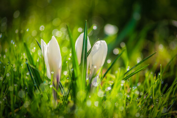 Krokus (Crocus) kwiat z białymi płatkami w wiosennej zielonej trawie.