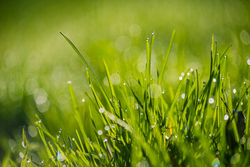 Zielona wiosenna trawa w porannym słońcu z kroplami rosy - obrazy, fototapety, plakaty