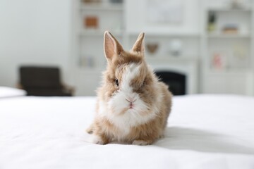 Cute fluffy pet rabbit on bed indoors