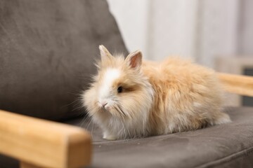 Obraz premium Cute fluffy pet rabbit on armchair indoors