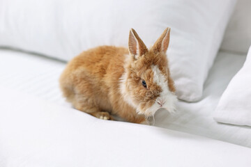 Cute fluffy pet rabbit on comfortable bed