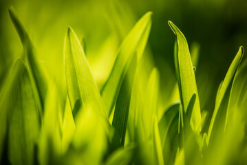 Zielone liście w ciepłym wiosennym słońcu - obrazy, fototapety, plakaty
