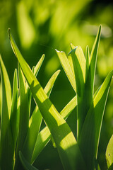 Zielone liście w ciepłym wiosennym słońcu
