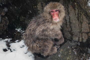 Snow monkey