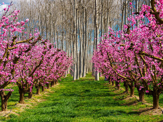 Peach trees in bloom in early spring in Aitona (Catalonia, Spain)