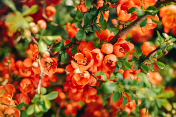 Chaenomeles (Japanese quince), spring lush blooming branch with pink flowers and young green leaves. - obrazy, fototapety, plakaty