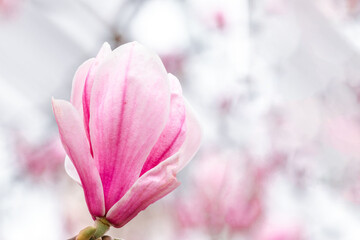 Close-up of a magnolia flower on a branch. Spring light background with space for text