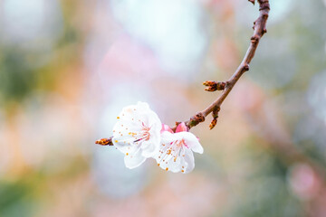 Spring branch of cherry blossoms. Close-up of white Sakura flowers.