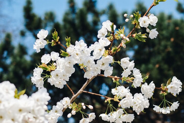 Spring branch of cherry blossoms. Close-up of white Sakura flowers.