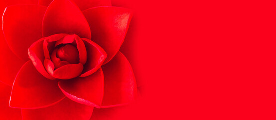 Red camellia flower on red background with space for text