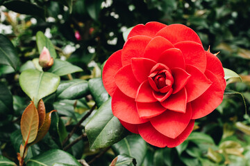 Camellia japonica blooming. Red camellia flower on a bush