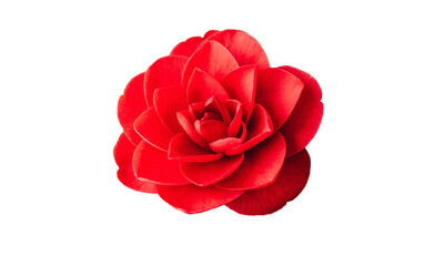 Red camellia flower isolated on white background. Red camellia japonica blooms in full bloom, close-up