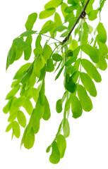 Fototapeta premium acacia leaves for a designer floral composition.Acacia branches with green leaves.Fresh spring greens.on transparent png