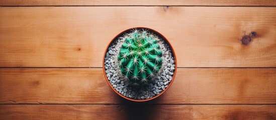 A cactus plant in a pot is placed on top of a wooden table, viewed from above. The green plant stands out against the brown wood of the table.