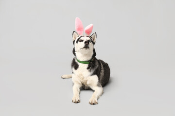 Cute Husky dog with bunny ears on grey background. Easter celebration