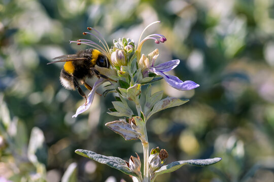 Una abeja alimentándose de una flor