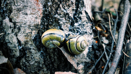 close up of a snail
