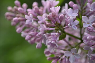 close-up of lilac flowers as a background