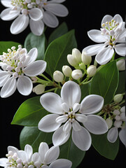 Elegance in Contrast: White Lilac Flower on Black Background. generative AI